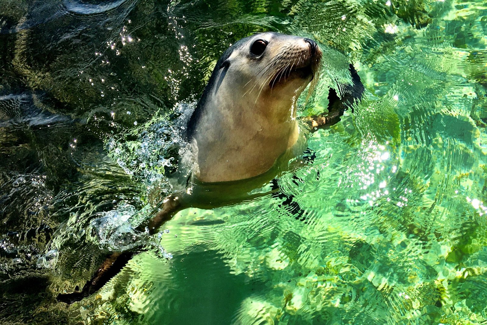 sealion head